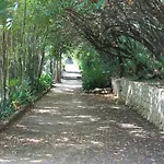 Platana Trsteno