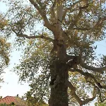 Platana Apartmán Trsteno
