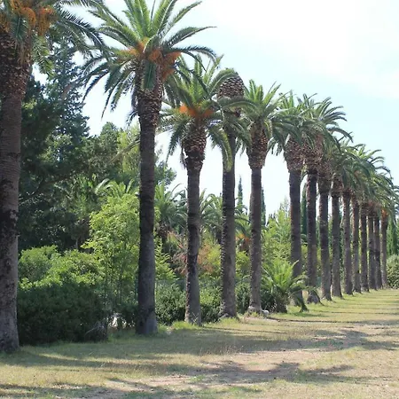 Platana Trsteno