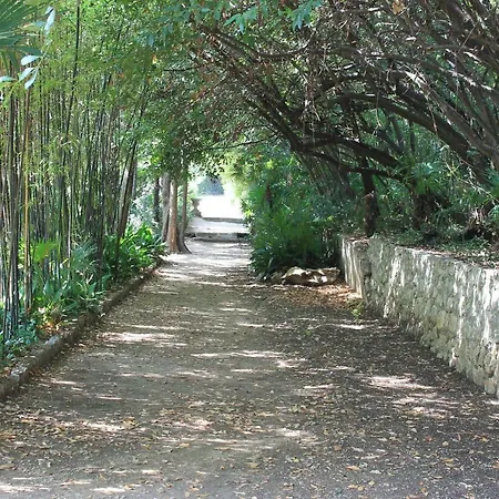 Platana טרסטנו