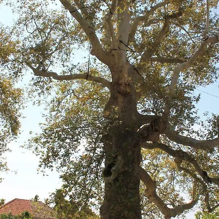 Platana דירה טרסטנו