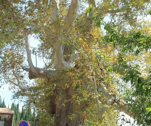 Apartment Platana Trsteno