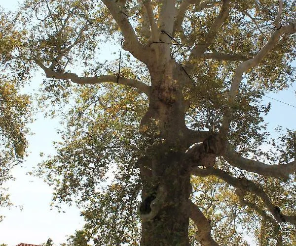 Platana Apartment Trsteno